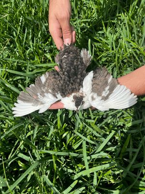 True Blue Celadon Hatching Eggs