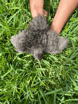 True Black Hatching Eggs (12ct)