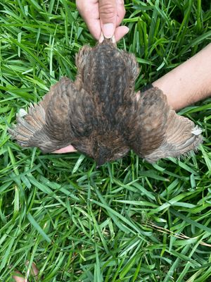 Jumbo Tibetan / Rosetta (12ct)