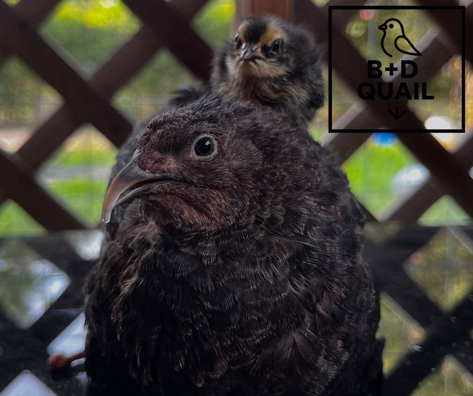 True Black Hatching Eggs (12ct)