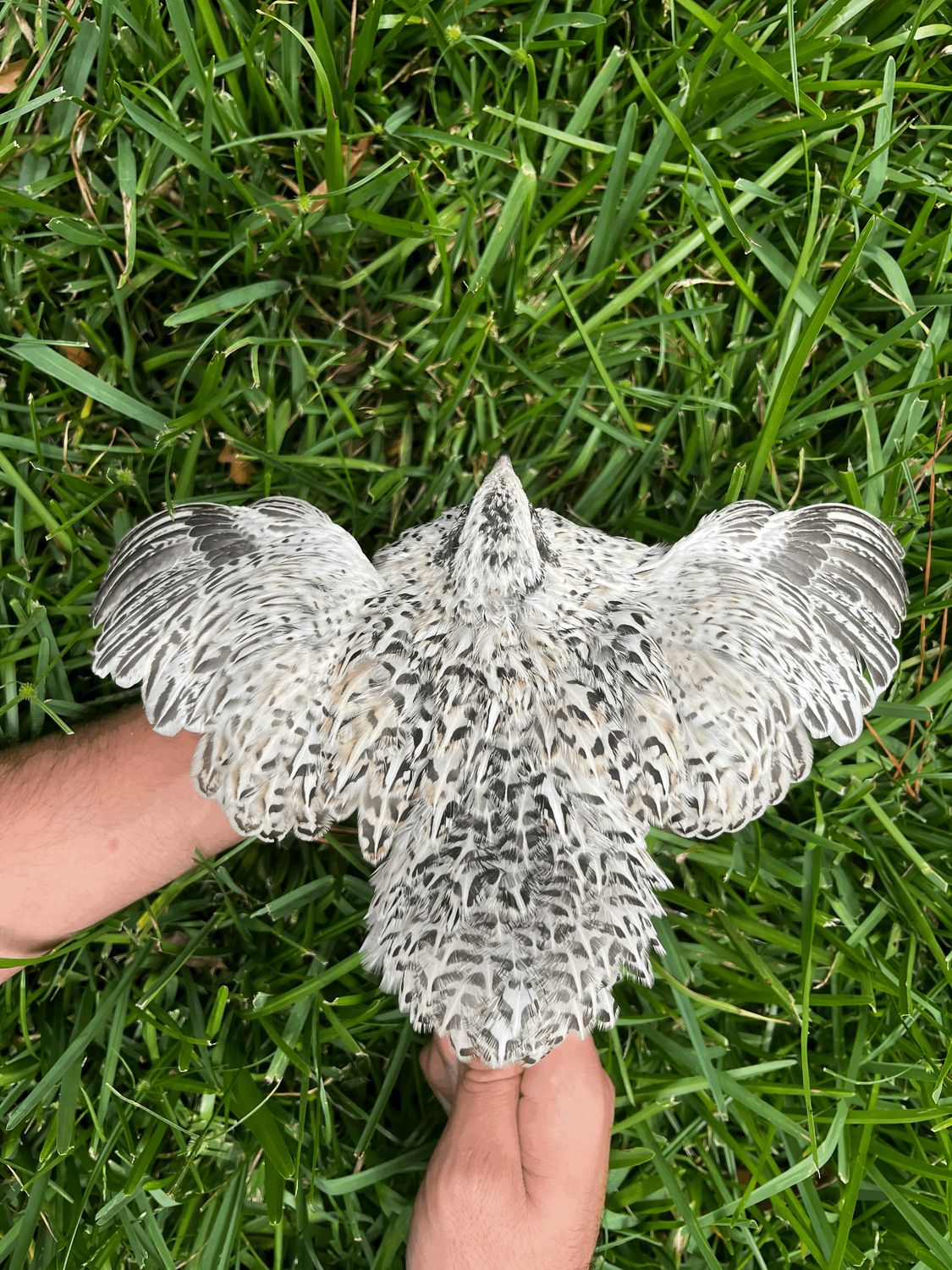 Jumbo Pearl Fee Hatching Eggs (12ct)