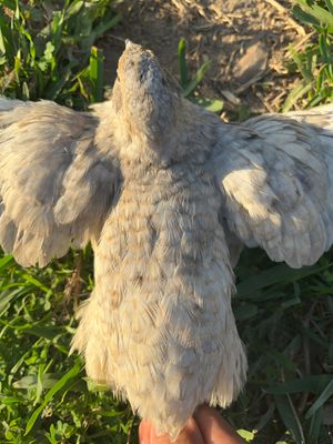 Andalusian Hatching Eggs (12ct)