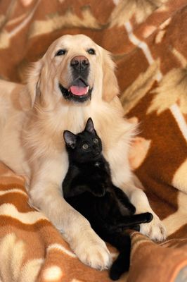 Pet Supplies