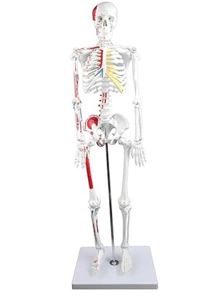 Half Size Human Skeleton – 33” with Muscles