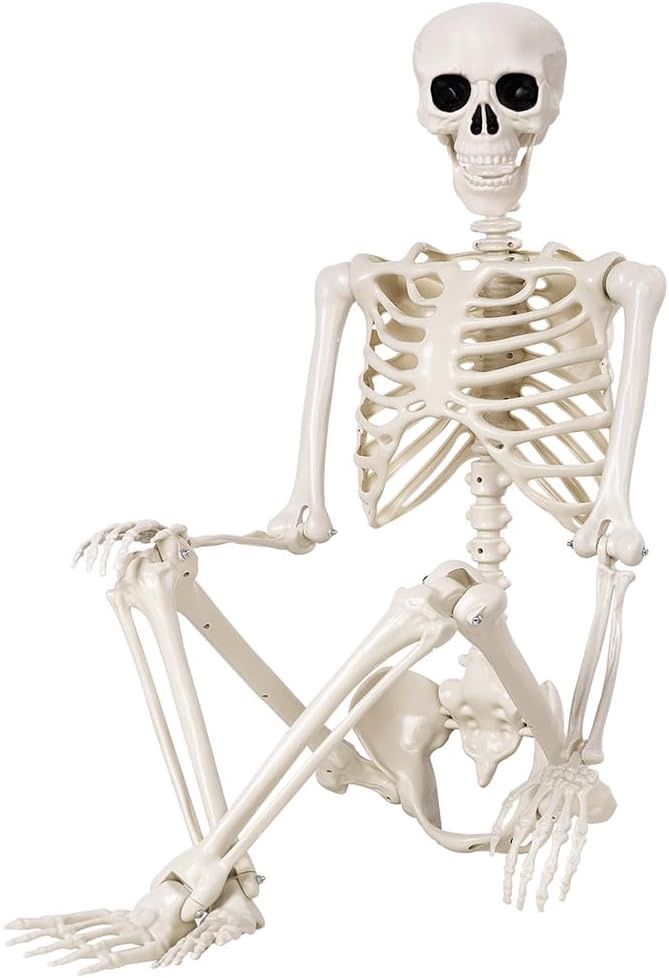 5.4 ft Halloween Skeleton - 165cm Life Size Human Skeleton