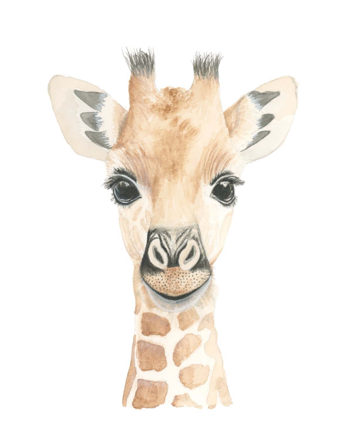 Baby Giraffe