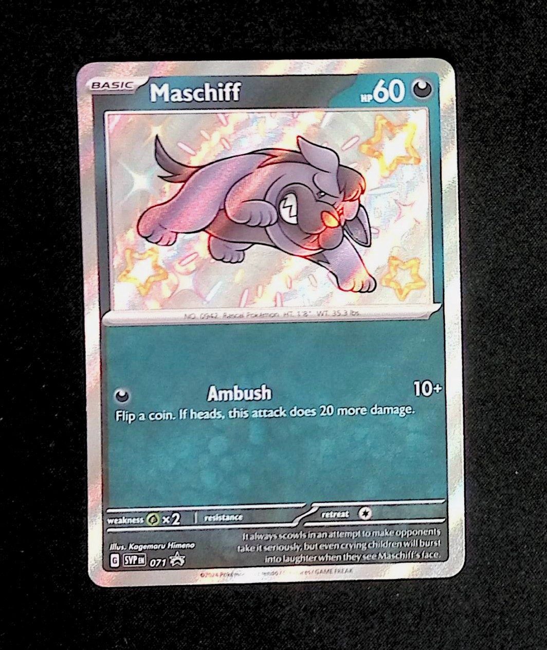 Maschiff--071
