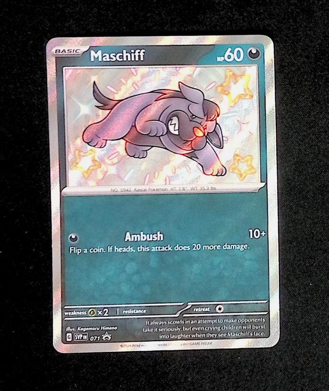 Maschiff--071