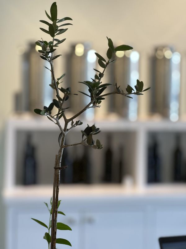 Olive tree potted