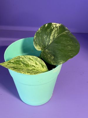 Sm Pothos Vine
