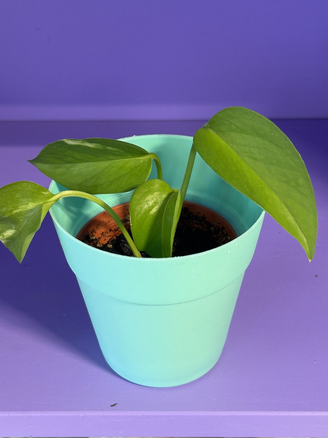 Sm Pothos Vine, Species: Golden