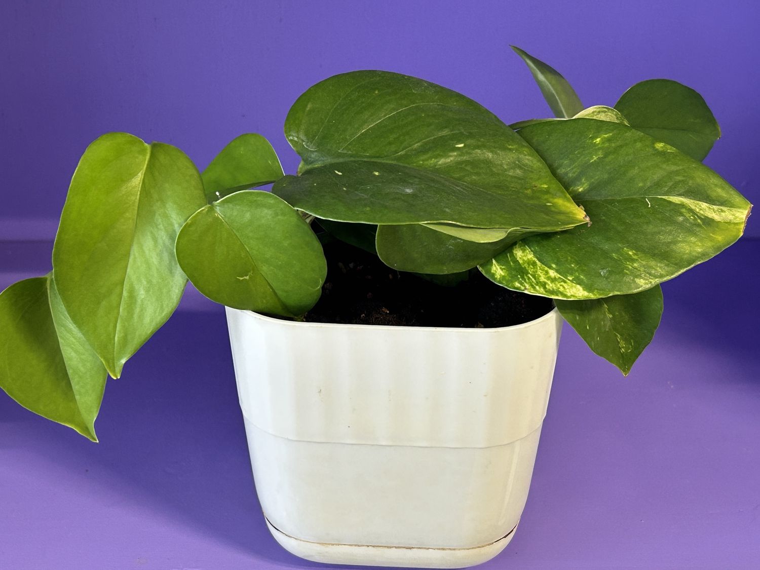 Md Plant, Species: Golden 01