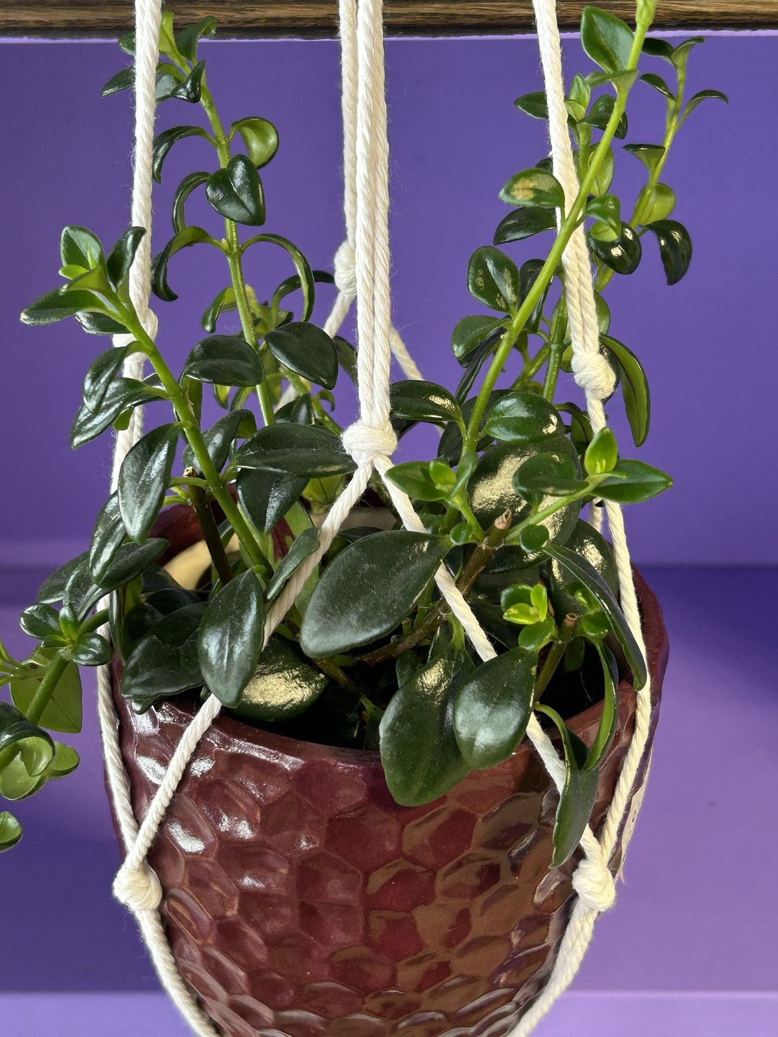 Hanging plant, Species: Goldfish