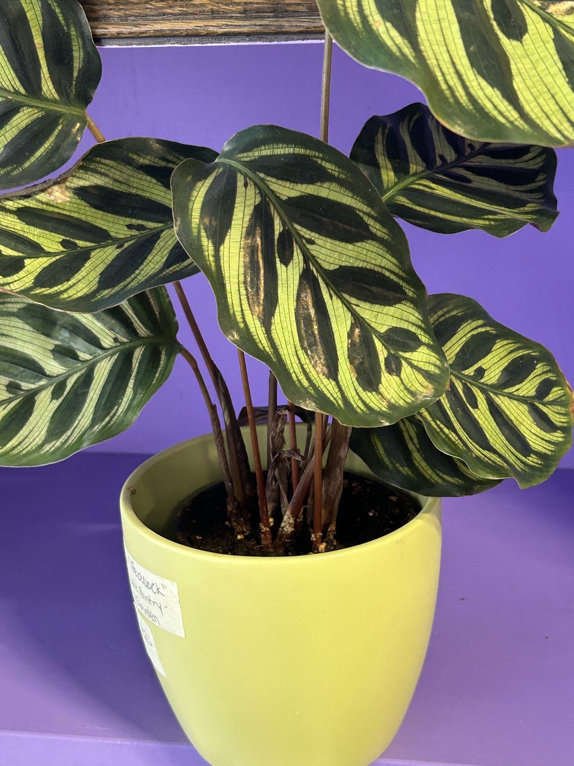 Potted Plant, Species: Calathea "Peacock"