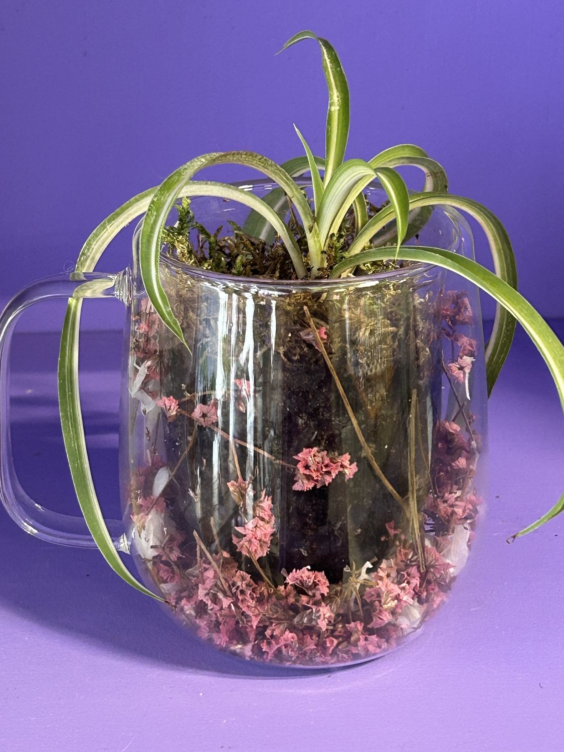 Spider plant cup