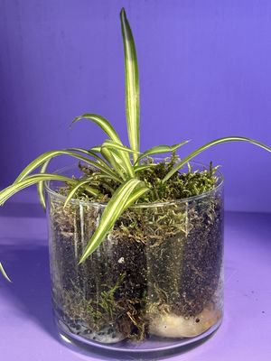 Spider plant