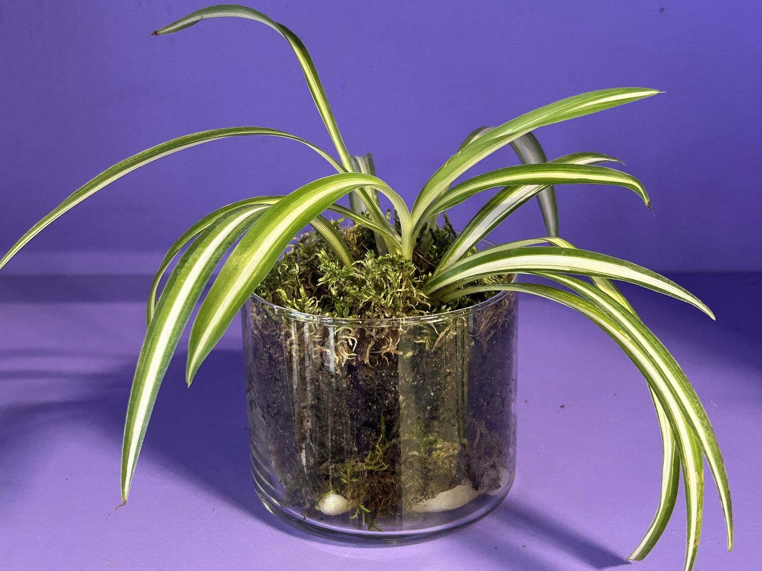 Spider plant, design: Spider 01