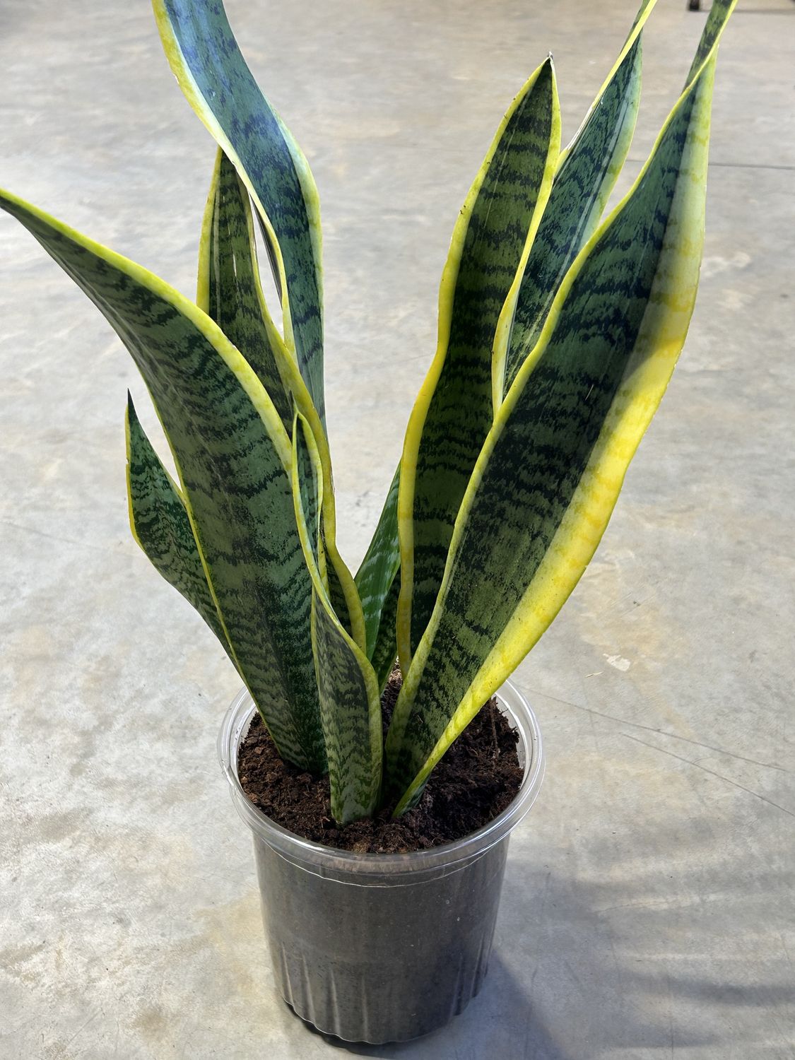 Snake Plant