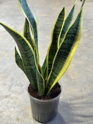 Snake Plant
