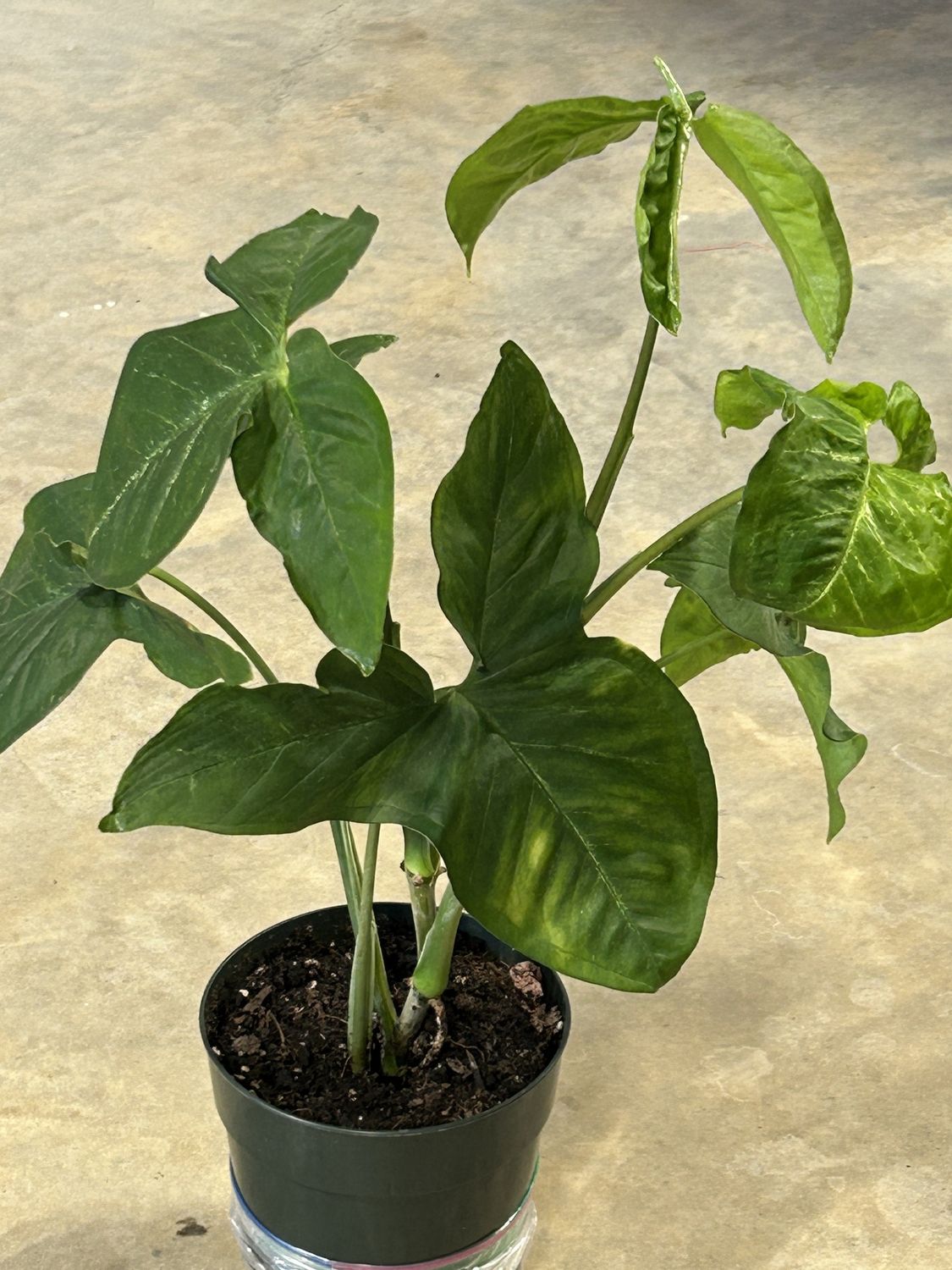Philodendron