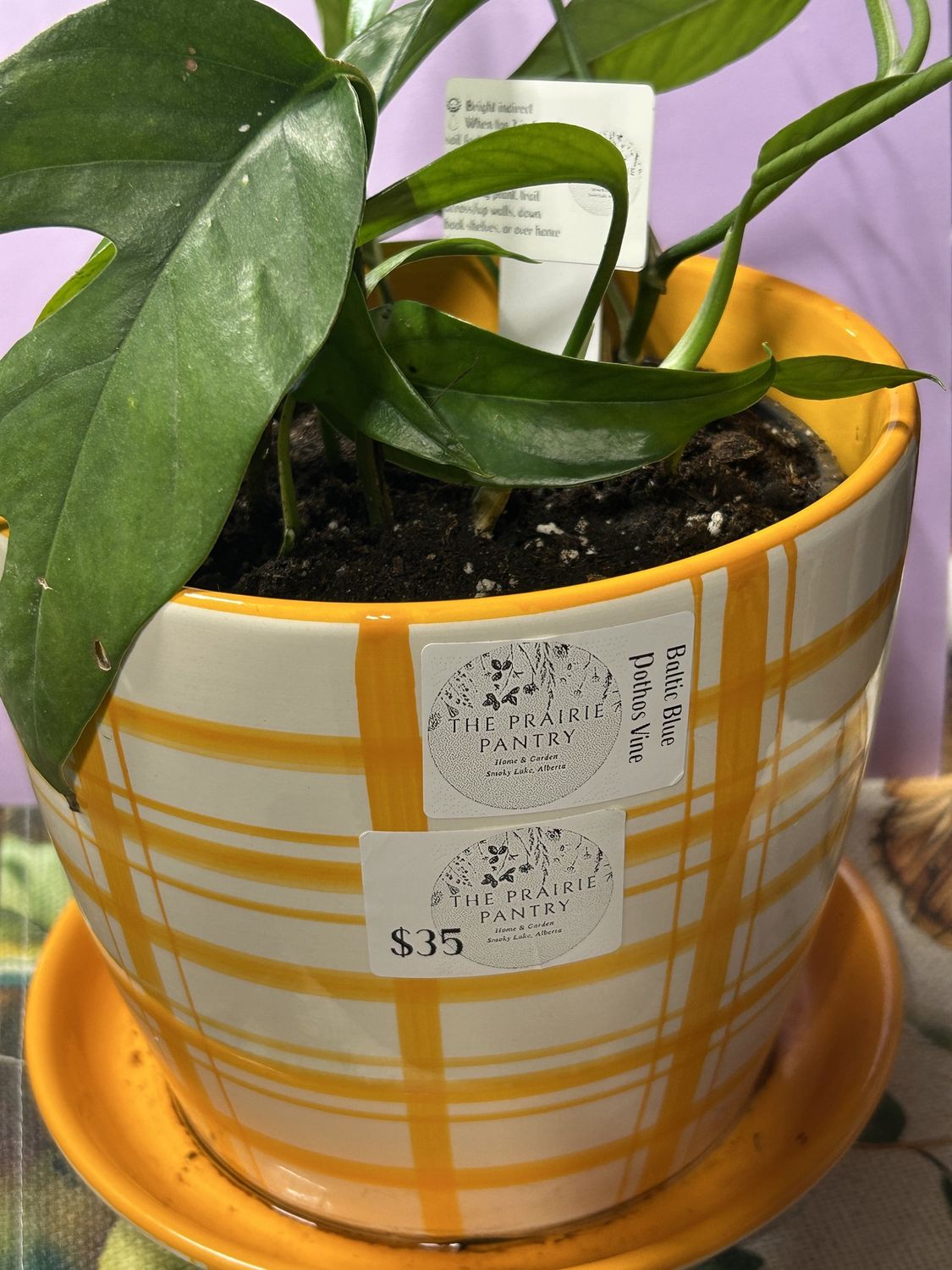 Baltic Blue Pothos Vine