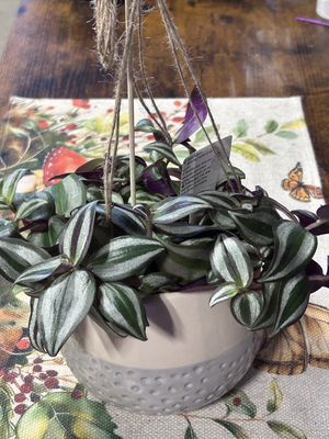 Wandering Dude Hanging pot