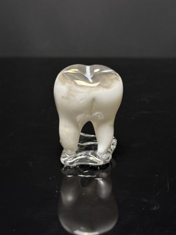 Small Glass Tooth - White with Gray Crown