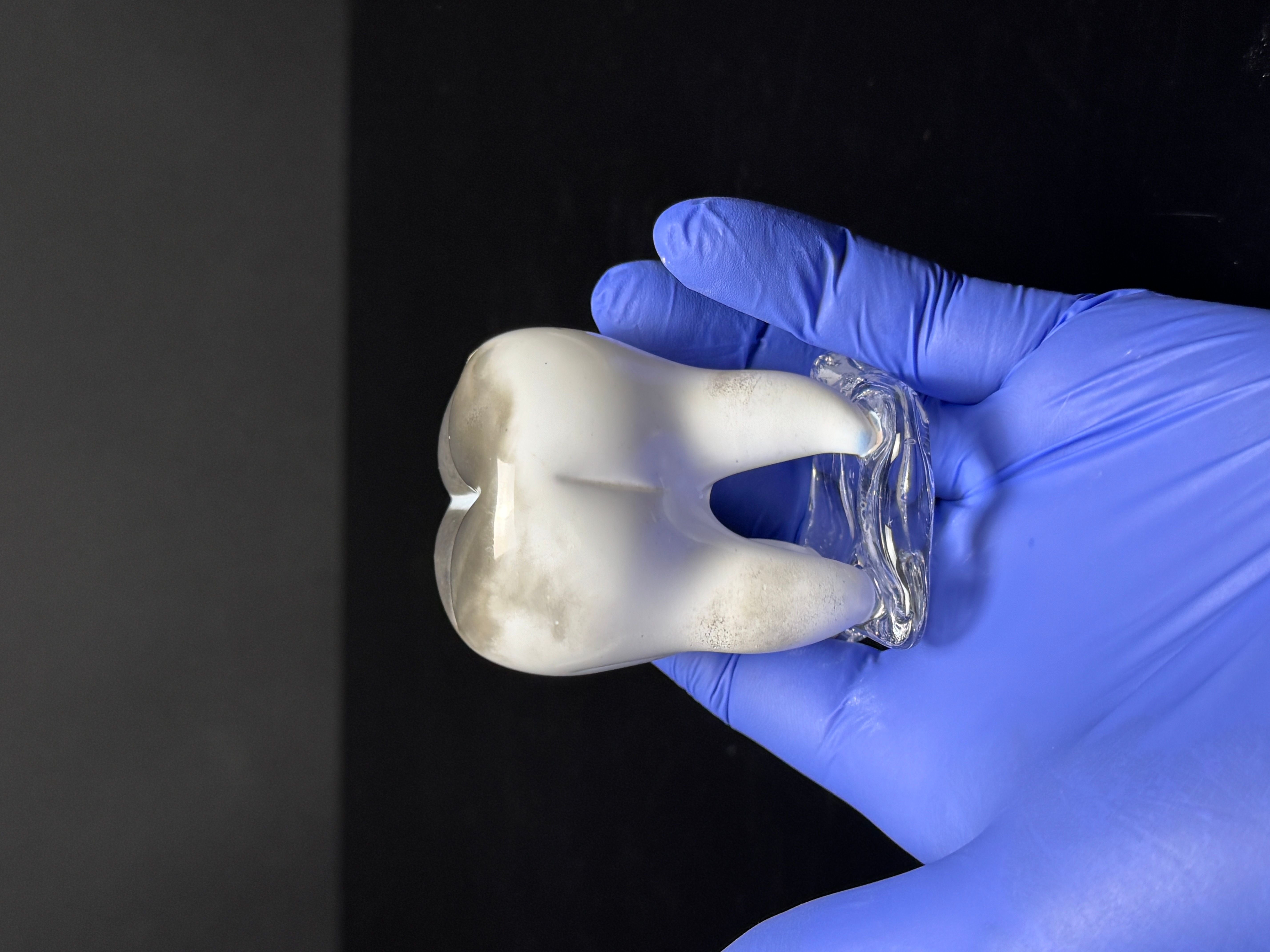 Small Glass Tooth - White with Gray Crown