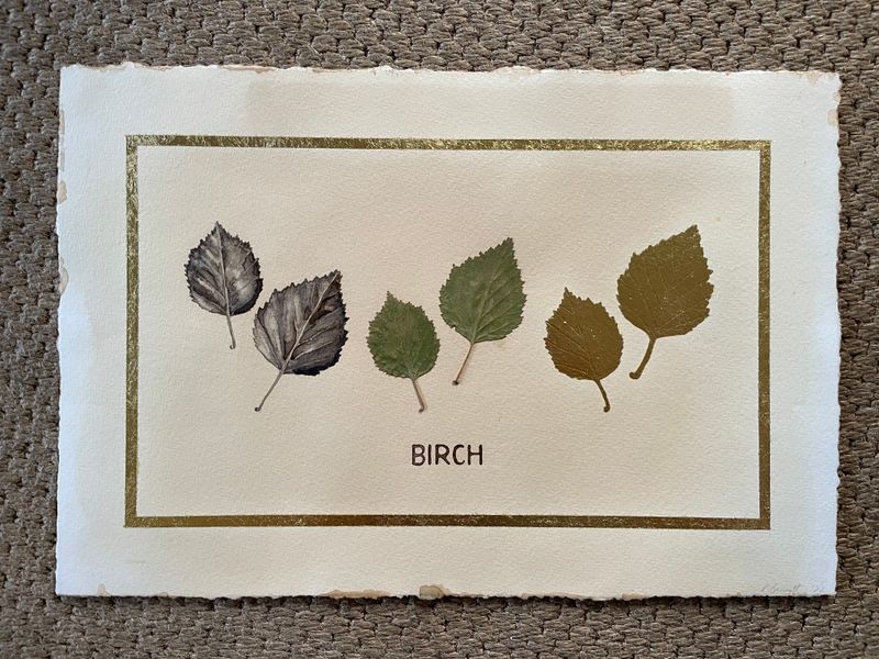 Birch