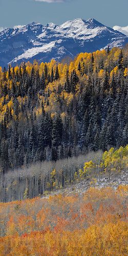 Timpanogos Fall Art 46"W x  92"H