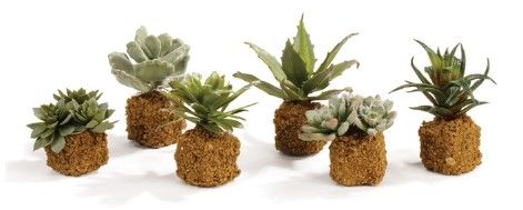 Set of Six Faux Realistic Succulents - 2" Dia. x 5.5"H ea.