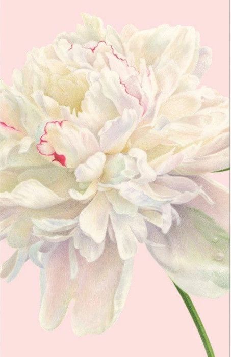 Blush Pink Peonies Guest Towels
