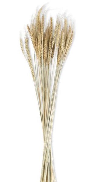 32" Natural Wheat Bundle