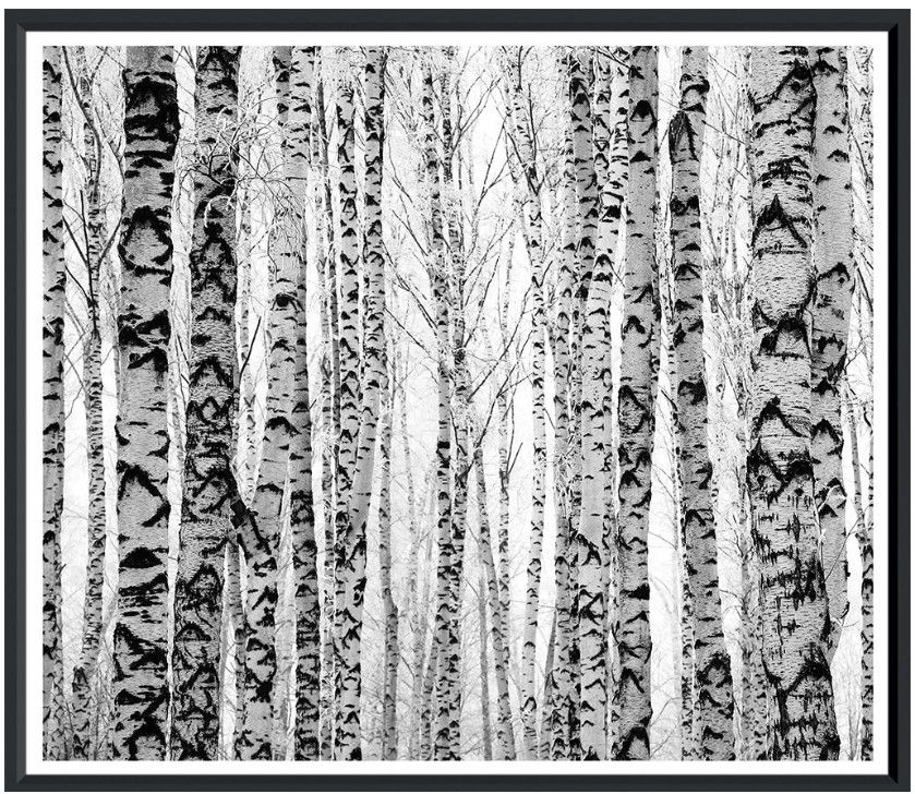 Birch Tree Fine Art Photography in Black Frame 44"W x 37"H