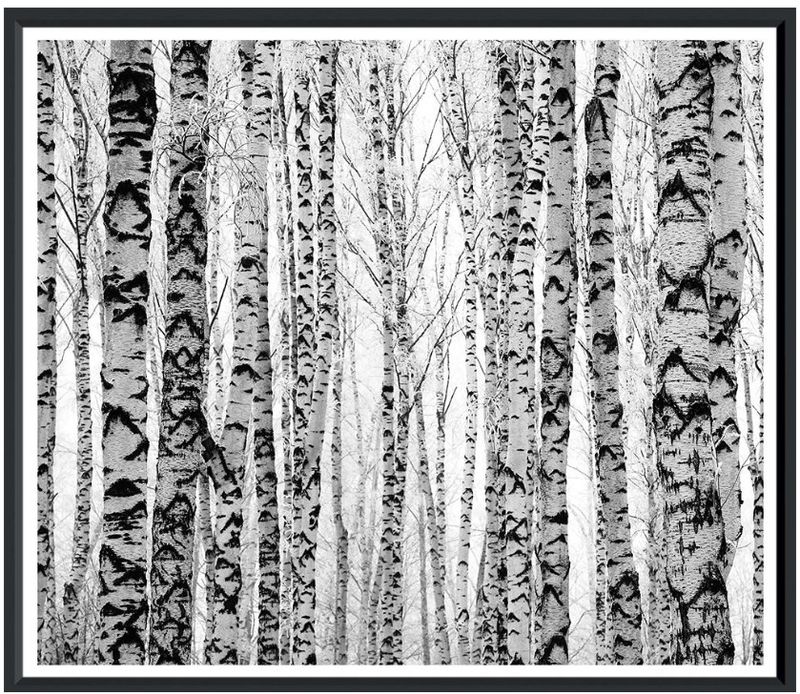 Birch Tree Fine Art Photography in Black Frame 44"W x 37"H