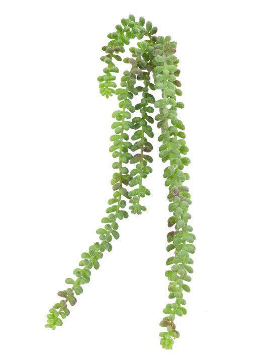 Faux Green Sedum 19"H