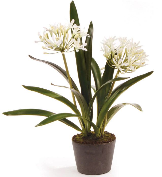 Faux White Agapanthus 23"H