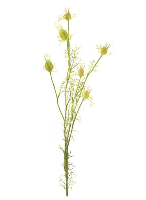 Faux Green Nigella 30"H