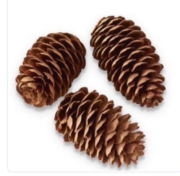 Set of 30 Pinecones