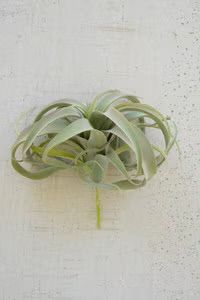 Realistic Faux Tillandsia Stem 11”W x 10.5”H