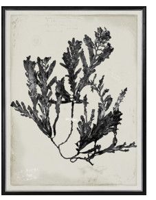 Botanical Seaweed Pressing Giclee III 19"W x 25"H
