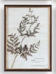 12"W x 17"H Framed Botany Print 2