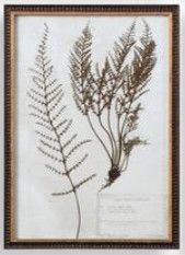 12"W x 17"H Framed Botany Print 3