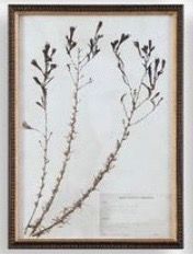 12"W x 17"H Framed Botany Print 4