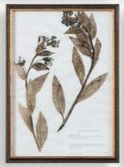 12"W x 17"H Framed Botany Print 5