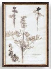 12"W x 17"H Framed Botany Print 1
