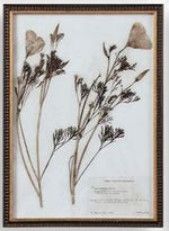 12"W x 17"H Framed Botany Print 6