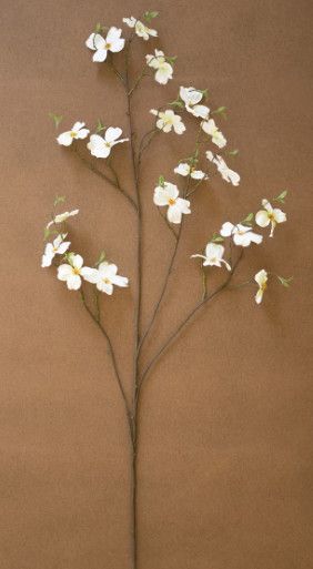 White Dogwood Stem 48"H