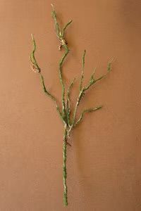 Realistic Faux Moss Branch 29”H