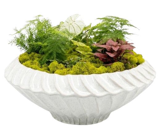 Assembled Neutral Ceramic Ribbed Planter w/ Live Shade Plantings 21"Dia. x 6.75"H